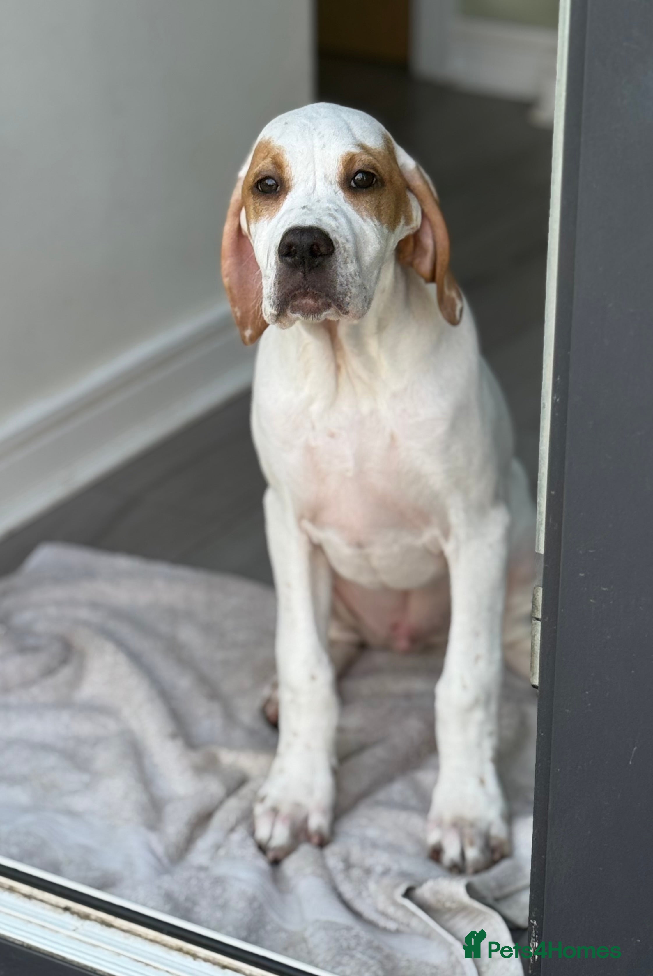 Pointer dogs Just 1 gorgeous boy available - Advert 4