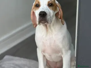 Pointer dogs Just 1 gorgeous boy available - Advert 4