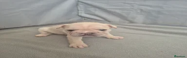 French Bulldog 5