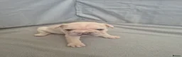 French Bulldog dogs for sale: Pet litter Frenchies with rope female - Advert 17