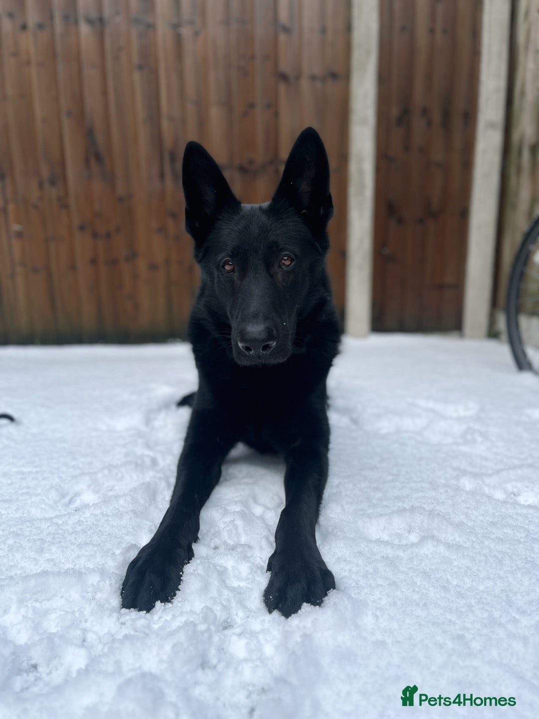 German Shepherd dogs for sale: Beautiful German shepherd - perfect family dog - Advert 4