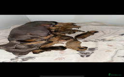 Mixed Breed dogs for sale: Dachshund x Maltese puppies  - Advert 2