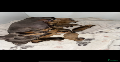 Mixed Breed dogs Dachshund x Maltese puppies  - Advert 10