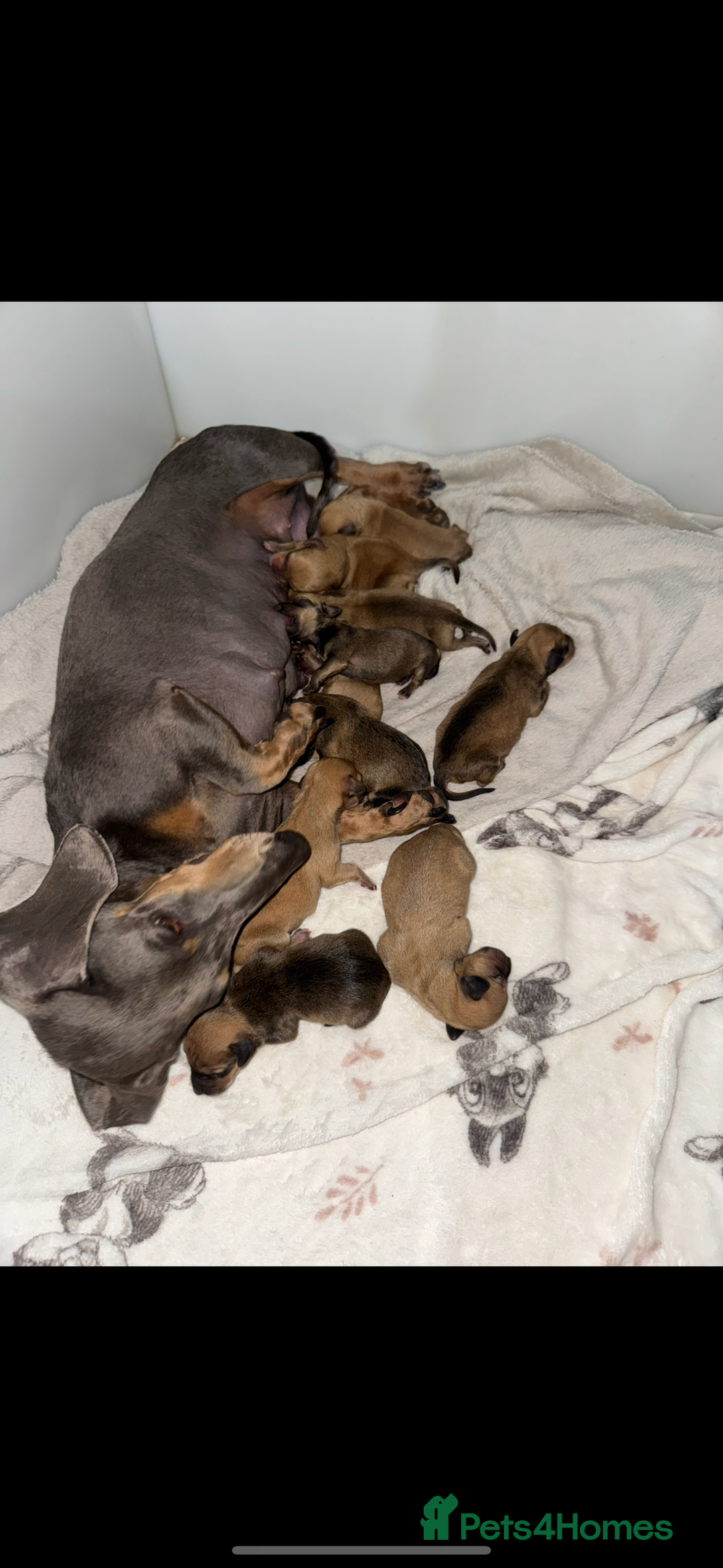 Mixed Breed dogs for sale: Dachshund x Maltese puppies  - Advert 2