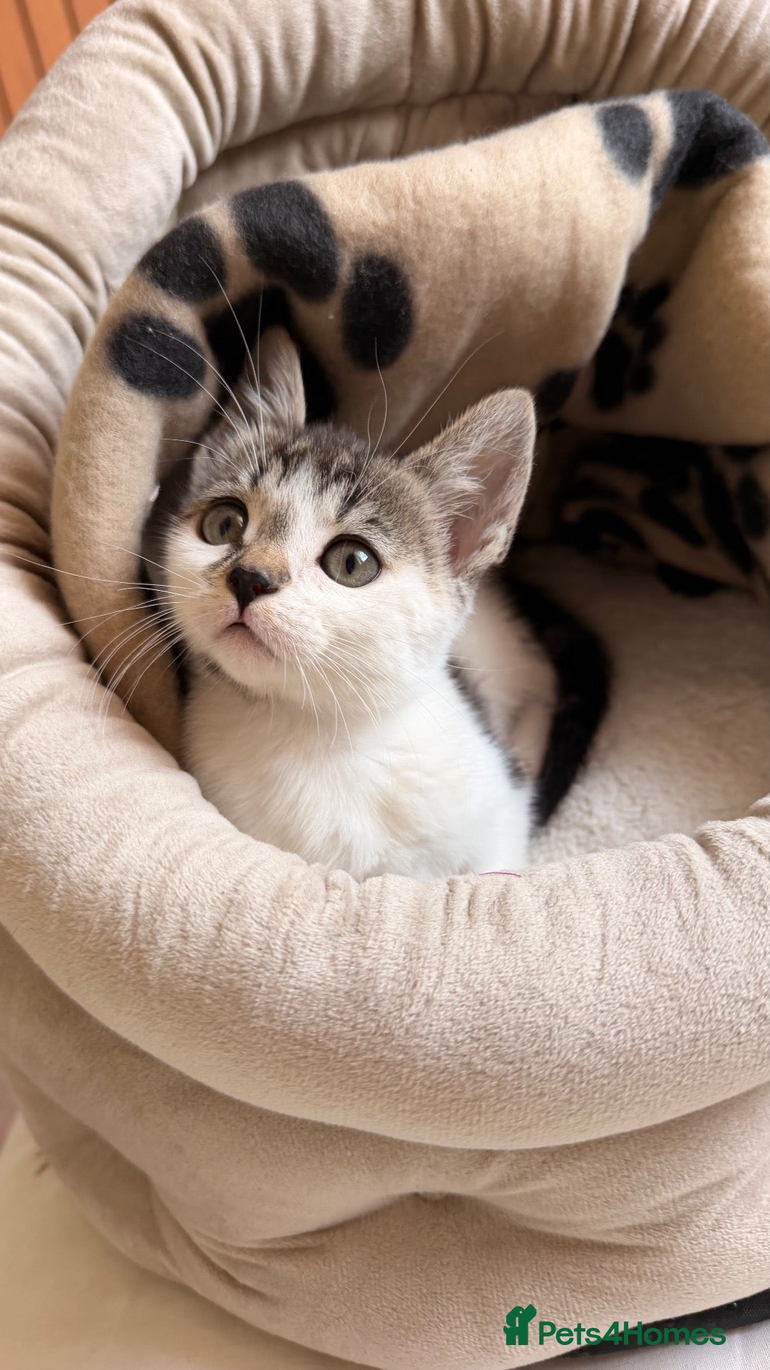 Bengal cats Beautiful female Kitten Looking for a Forever home - Advert 1