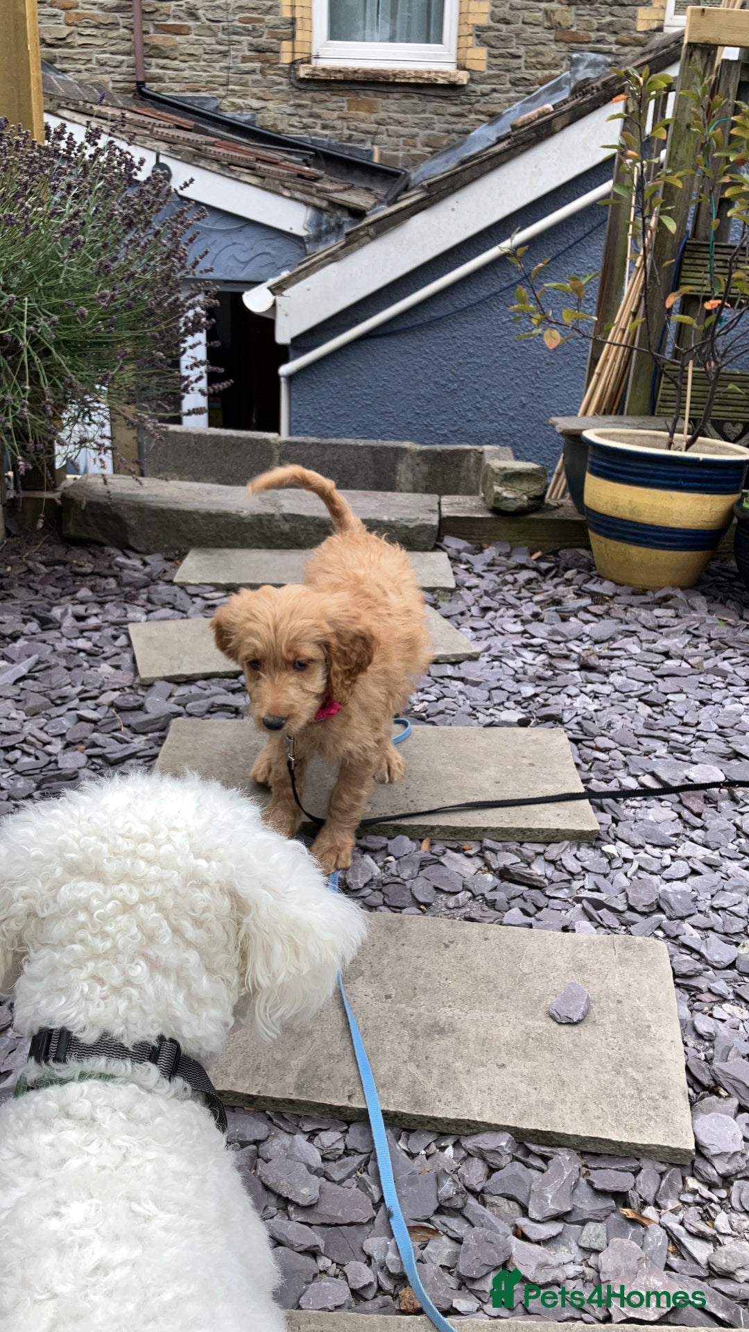 Goldendoodle dogs for sale: Beautiful loving Goldendoodle 12 weeks  - Image 4