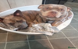 Mixed Breed dogs for sale: 4 beautiful American bullys - Image 1