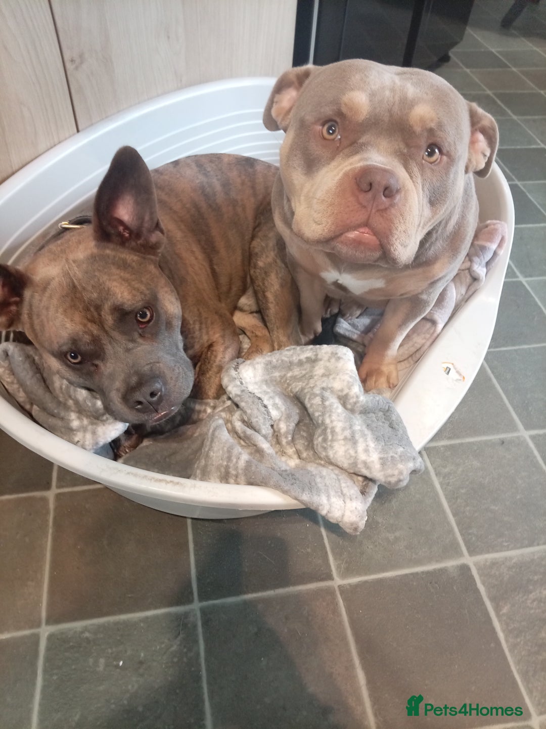 Mixed Breed dogs for sale: 4 beautiful American bullys - Image 1