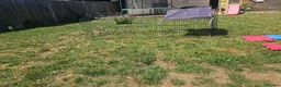 Lionhead rabbits for sale: Black lion head  in Godalming - Advert 22