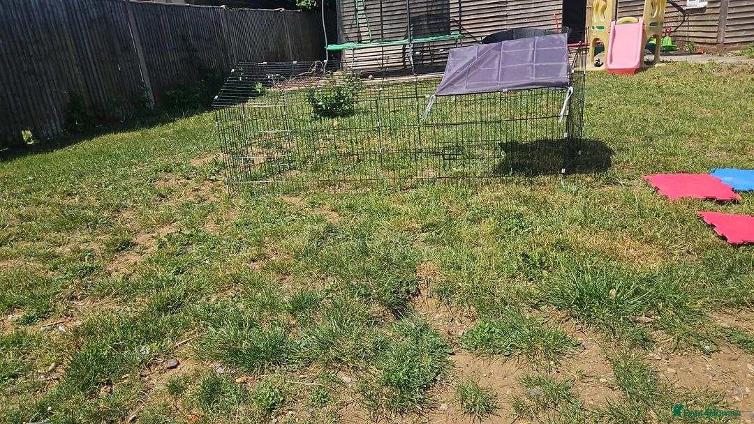 Lionhead rabbits for sale: Black lion head  in Godalming - Advert 22