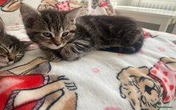 Mixed Breed cats for sale: Sweet Little Kittens Searching for Forever Home - Image 2