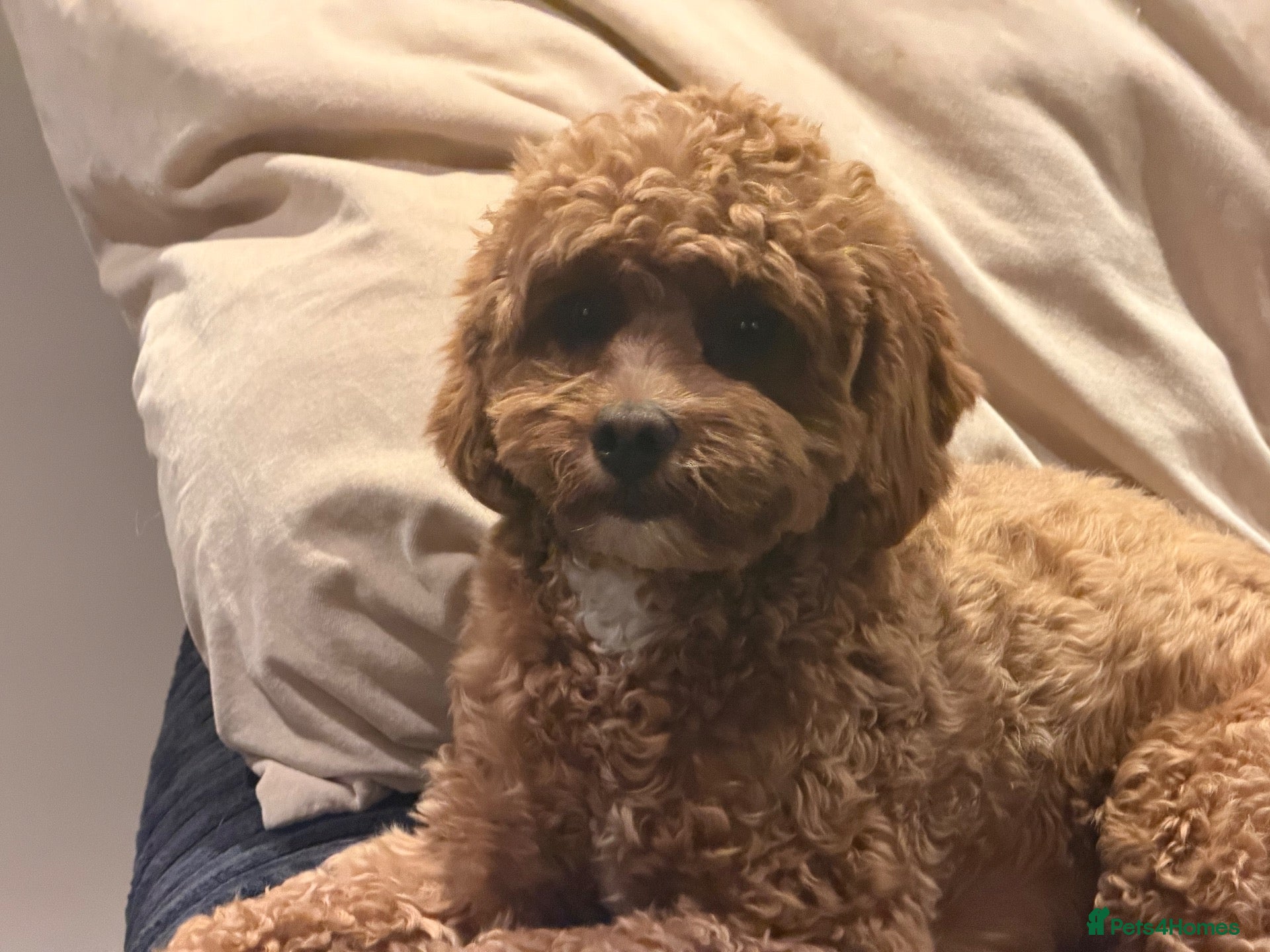 Cavapoo dogs for sale: Beautiful cavapoo pups  - Advert 14