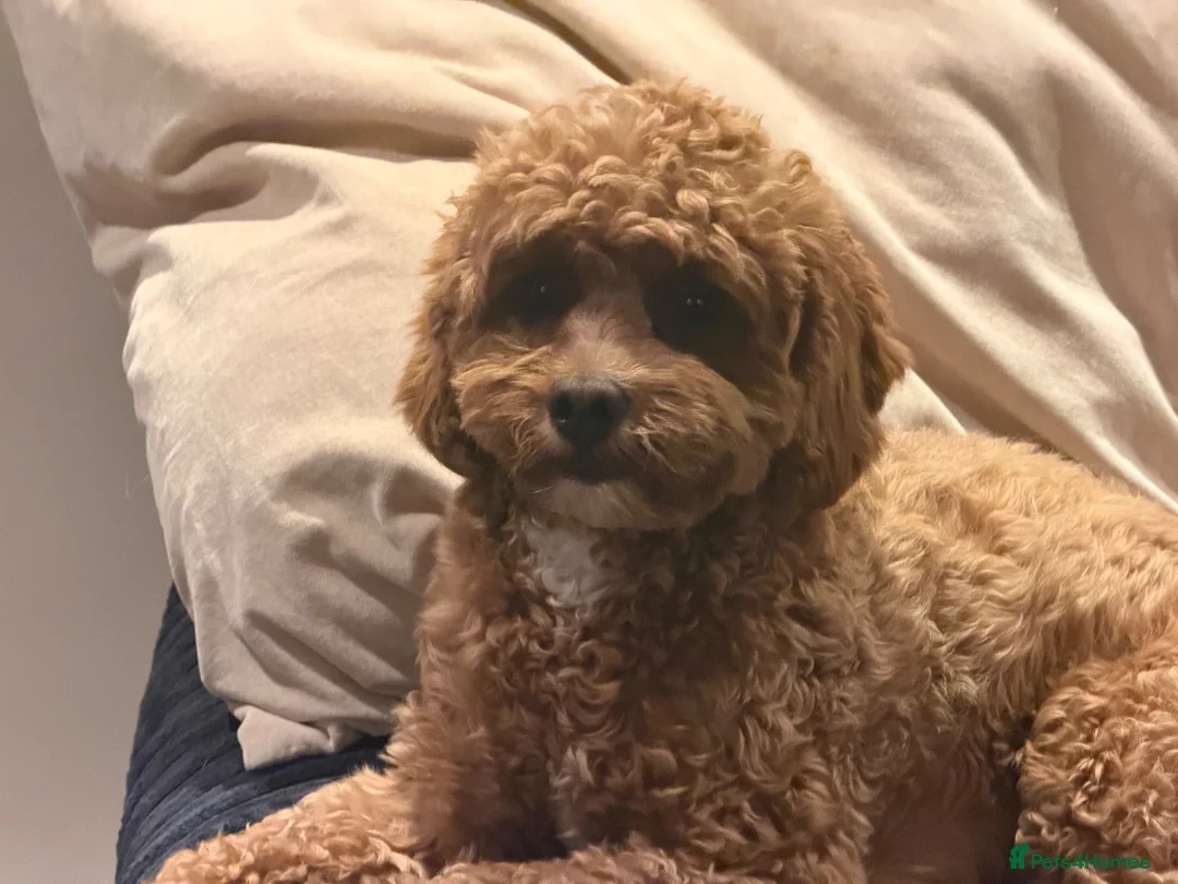Cavapoo dogs for sale: Beautiful cavapoo pups  in Shoreham-by-Sea - Advert 1