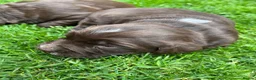 Sprocker dogs for sale: Beautiful sprocker puppies  - Advert 11