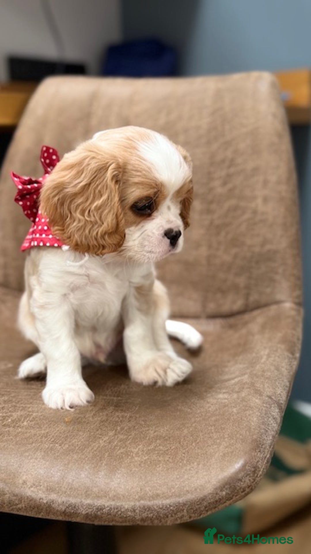 Cavalier King Charles Spaniel dogs for sale: 1 Adorable Cavalier King Charles Puppy for sale - Image 10