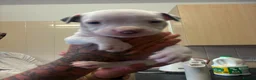 Staffordshire Bull Terrier dogs for sale: Puppys puppys puppys - Advert 7