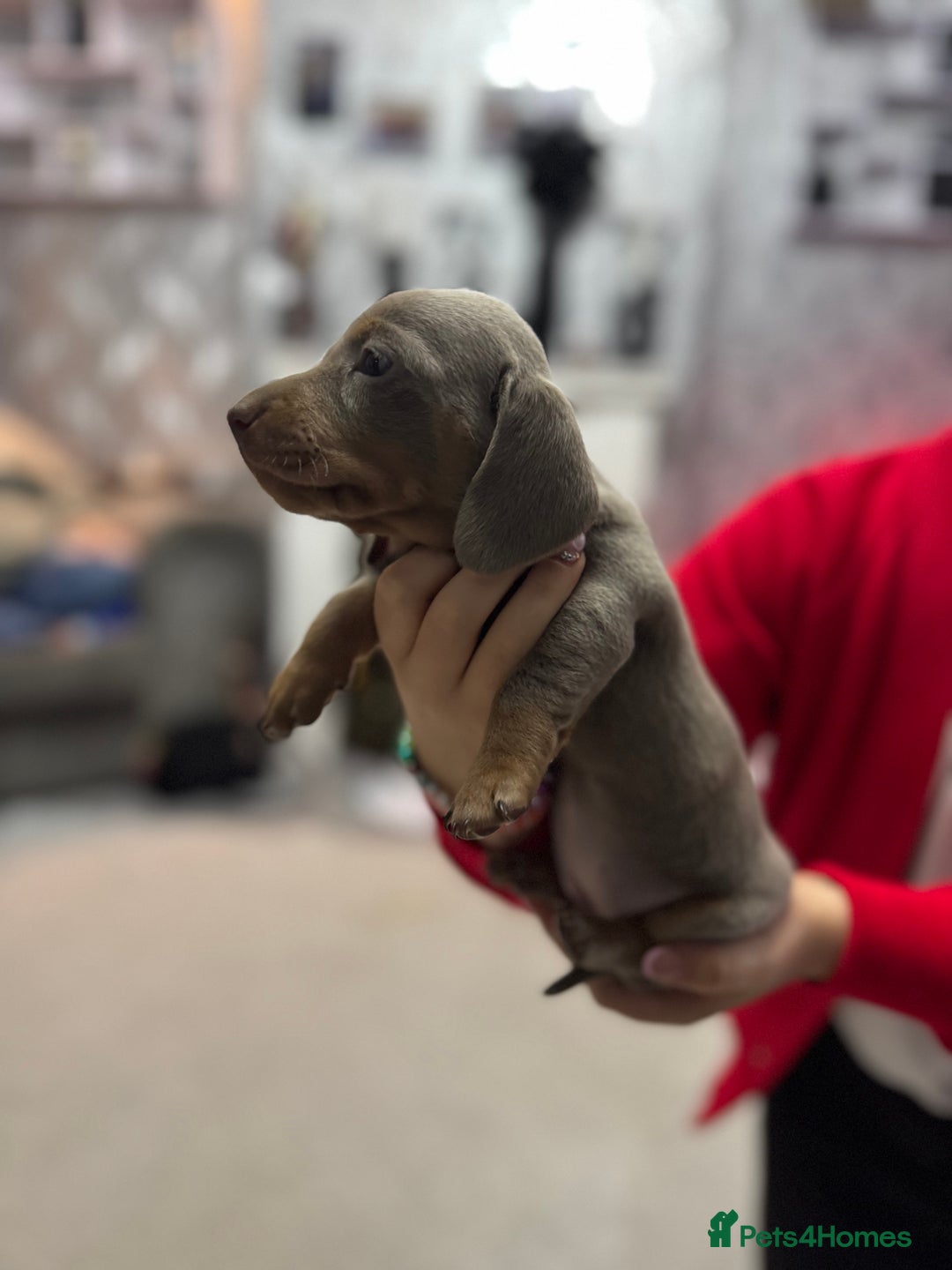 Miniature Dachshund dogs for sale: READY NOW  - Advert 35