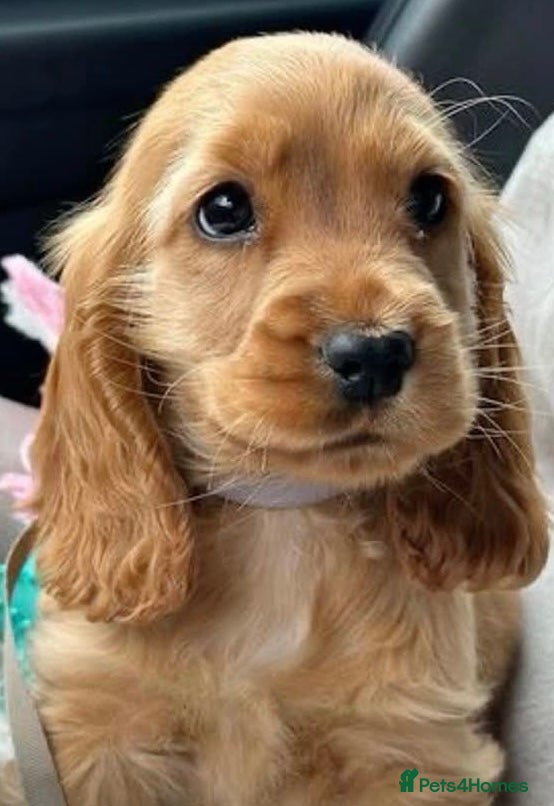 Cocker Spaniel dogs Stunning kc reg show cockers fully health tested  - Advert 1