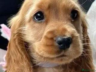 Cocker Spaniel dogs Stunning kc reg show cockers fully health tested - Advert 1