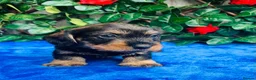 Miniature Dachshund dogs for sale: A SUPERB LITTER OF MINI WIRE DACHS KC REG  - Advert 9
