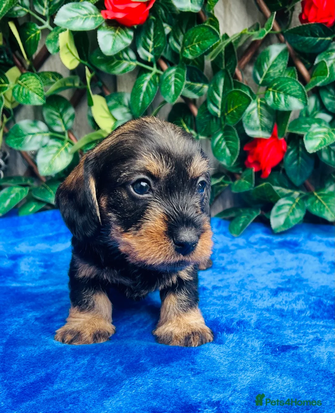 Miniature Dachshund dogs for sale: A SUPERB LITTER OF MINI WIRE DACHS KC REG  - Advert 9