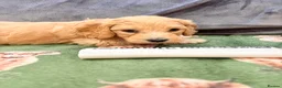 Mini Goldendoodle dogs for sale: Mini Goldendoodles from Therapy dog mom - Advert 29