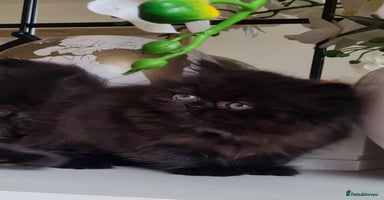 Persian cats - Advert 1