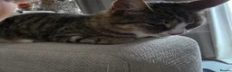 Mixed Breed cats for sale: 2 Mixed Breed Cats in Dunstable - Advert 3
