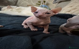 Sphynx cats for sale: Sphynx baby boy available  - Image 3
