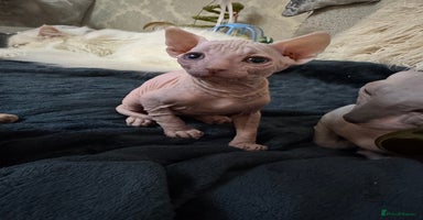 Sphynx cats - Advert 10