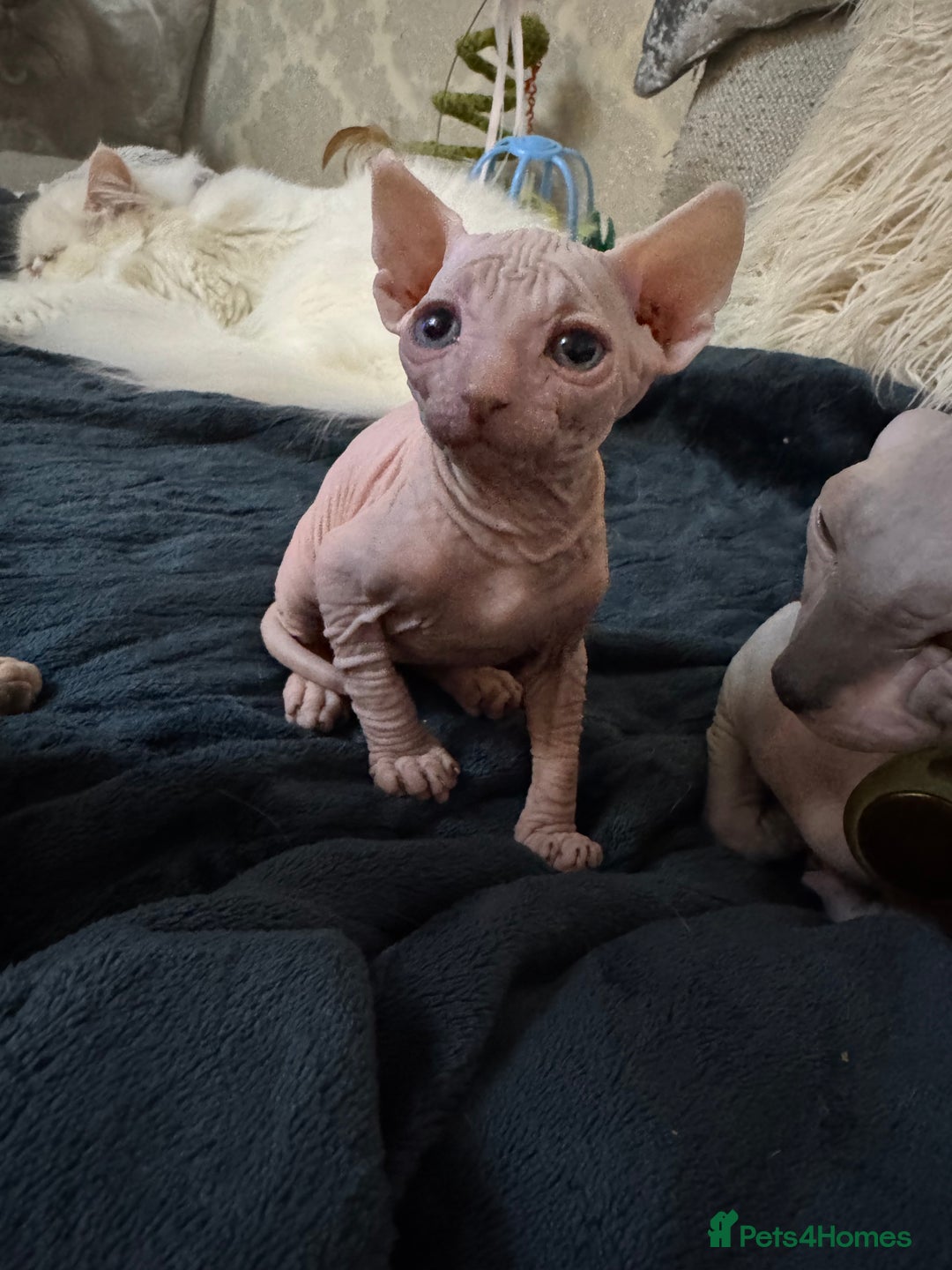 Sphynx cats for sale: Sphynx baby boy available  - Image 3