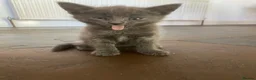 British Longhair cats for sale: British short and long haired mixed kittens  - Advert 2