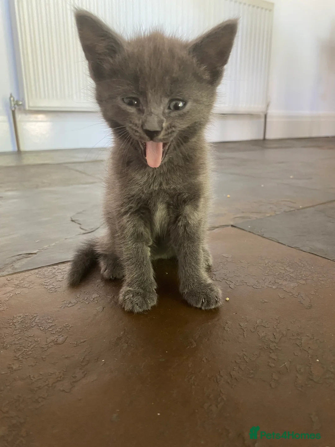 British Longhair cats for sale: British short and long haired mixed kittens  - Advert 2