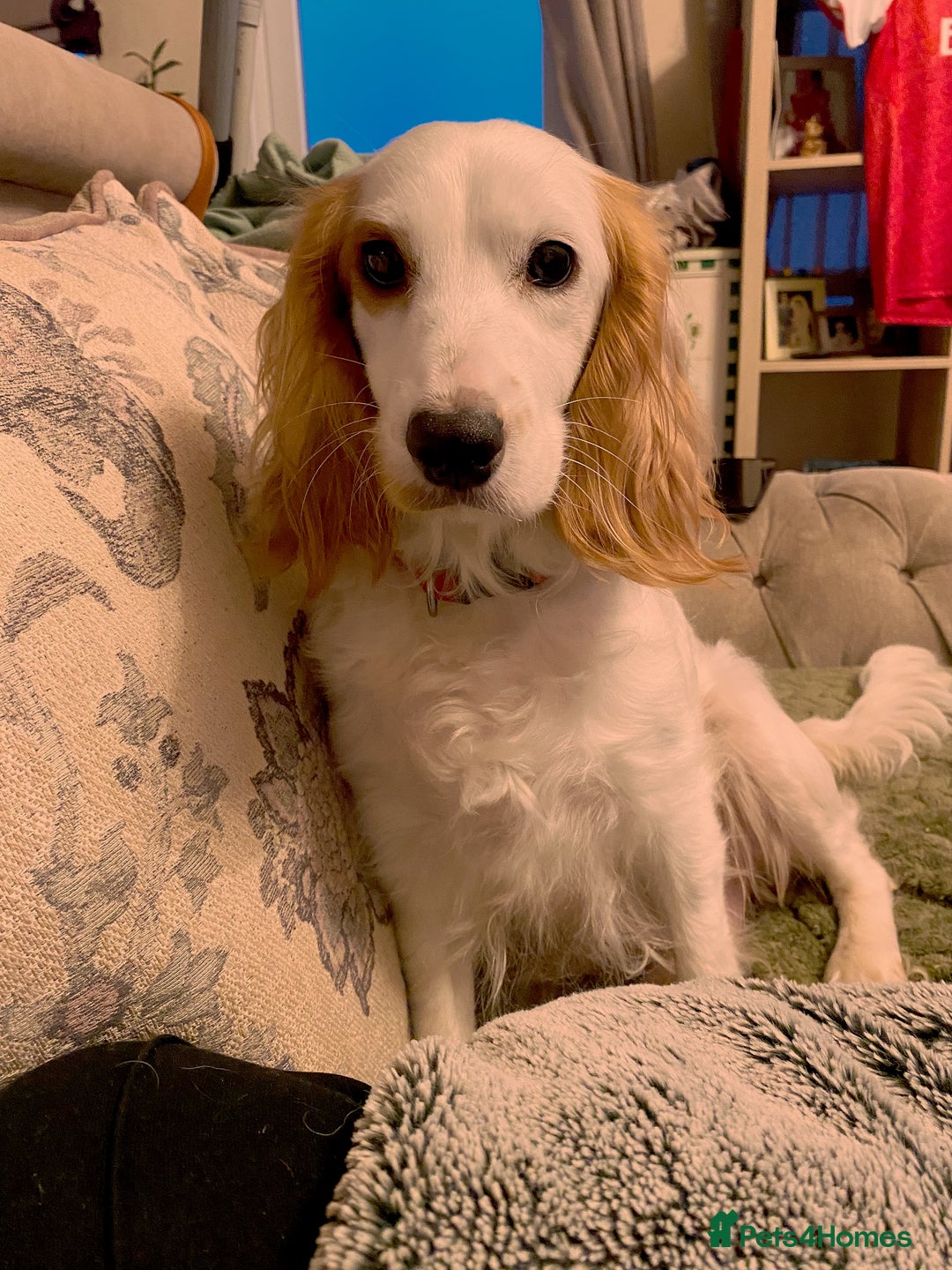 Cockapoo dogs for sale: 2 males 1 female  - Advert 1