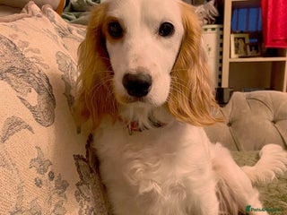 Cockapoo dogs 2 males 1 female - Advert 1