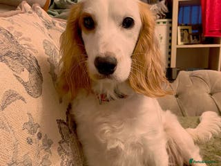 Cockapoo dogs 1 males 1 female - Advert 6