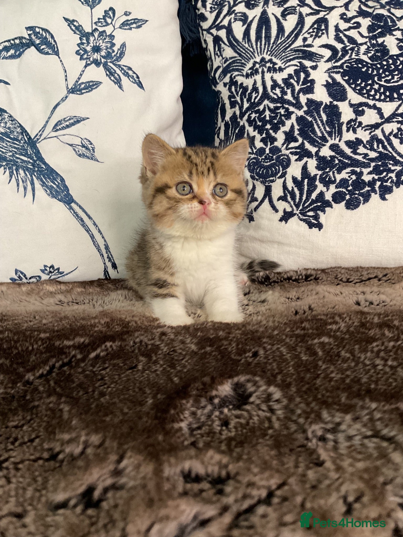 British Shorthair cats Beautiful British short hair kittens - Advert 17