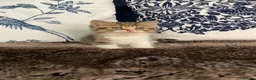 British Shorthair cats for sale: Beautiful British shorthair kittens - Advert 12