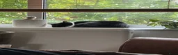 Domestic Shorthair cats for sale: Rehoming my beautiful girl - Advert 5