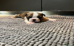 French Bulldog dogs for sale: ♥️Litter of 6 French Bulldog Puppies♥️ - Advert 8