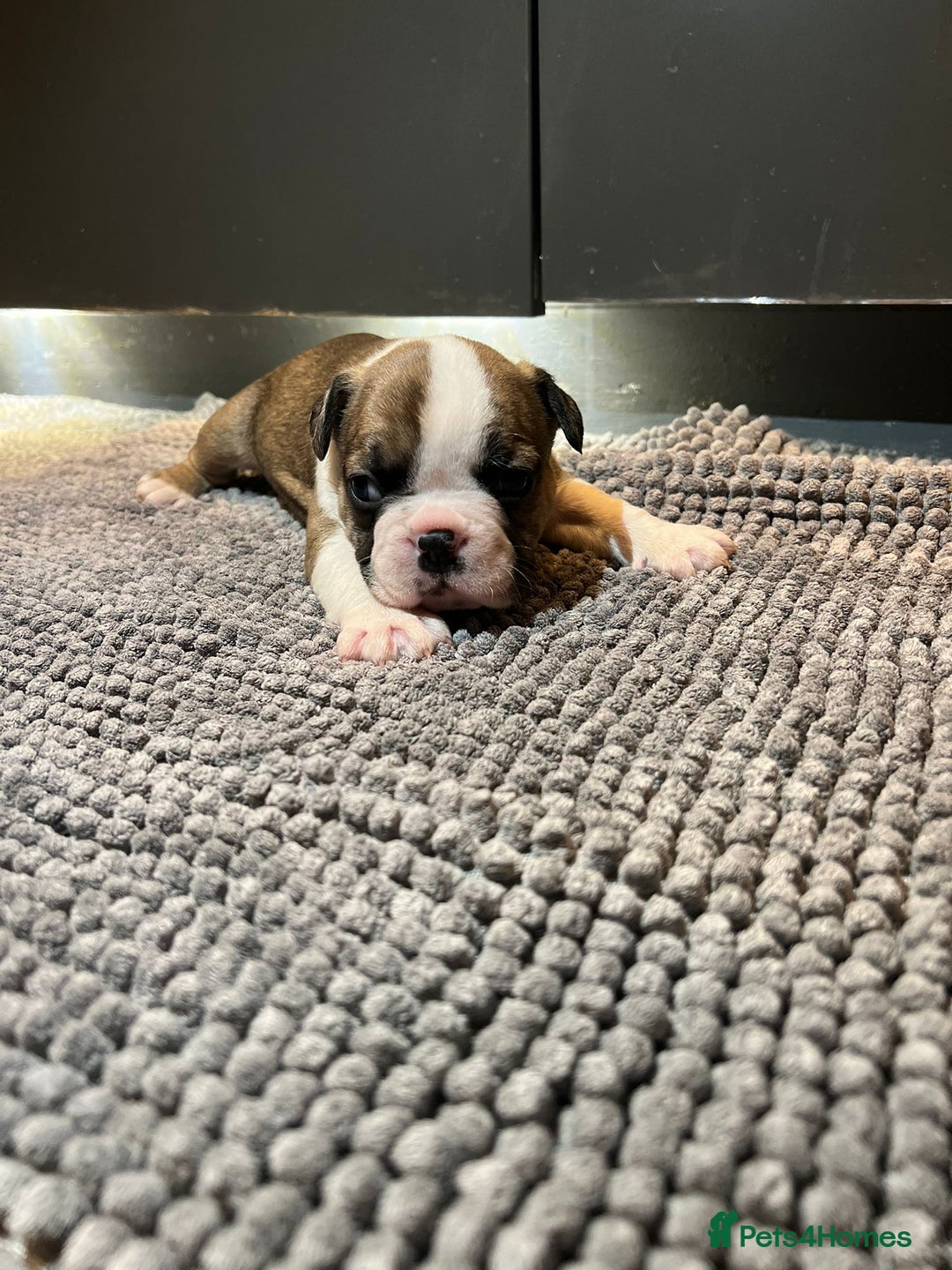 French Bulldog dogs for sale: ♥️Litter of 6 French Bulldog Puppies♥️ - Advert 8