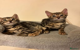 Bengal cats for sale: adorable cats - Image 1