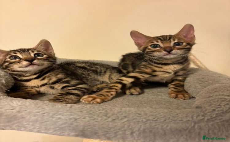Bengal cats - Advert 7