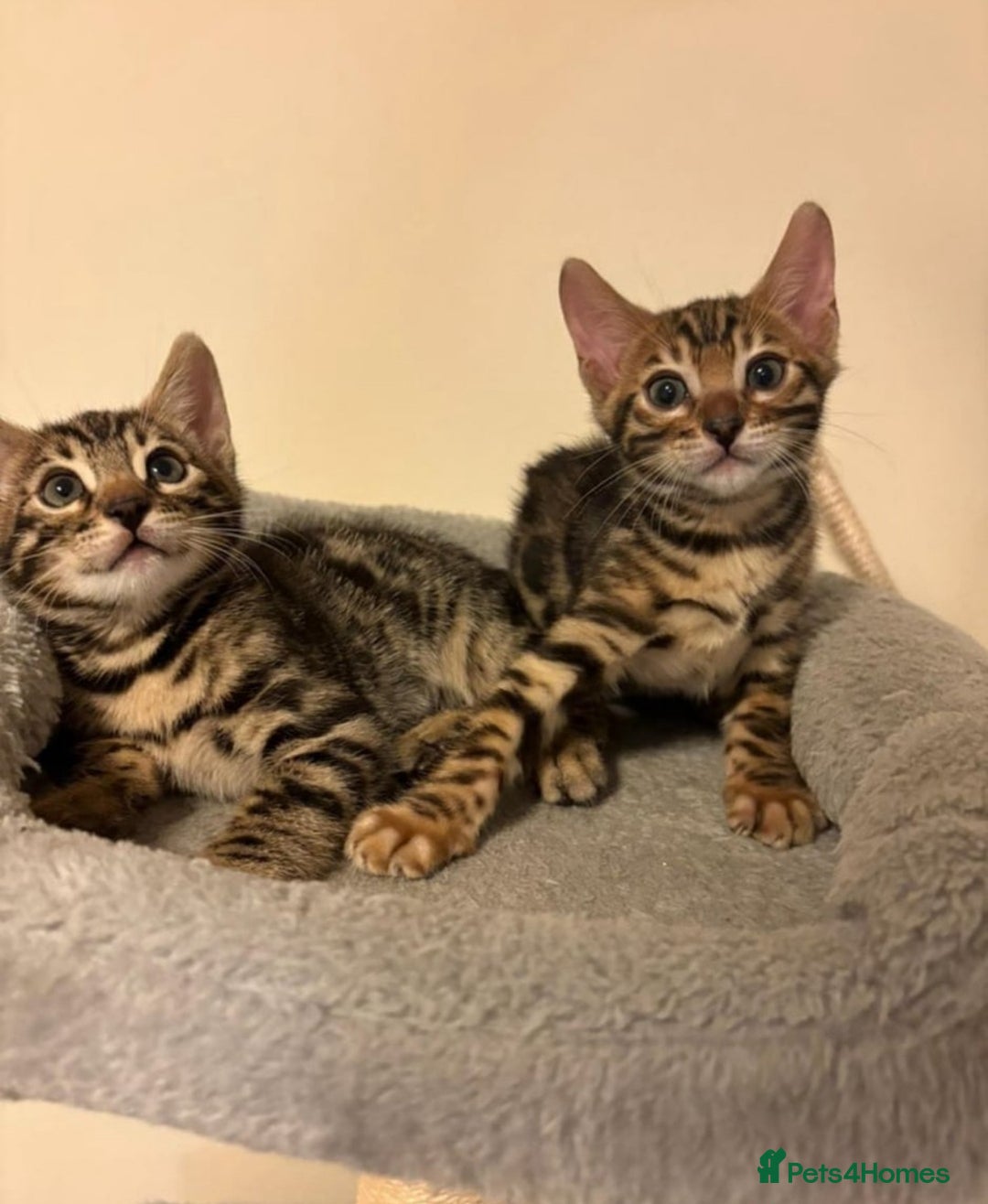 Bengal cats for sale: adorable cats - Image 1