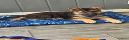 German Shepherd dogs for sale: German shepherd pups - Advert 7