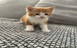 Mixed Breed cats for sale: Adorable kittens for sale  - Image 2