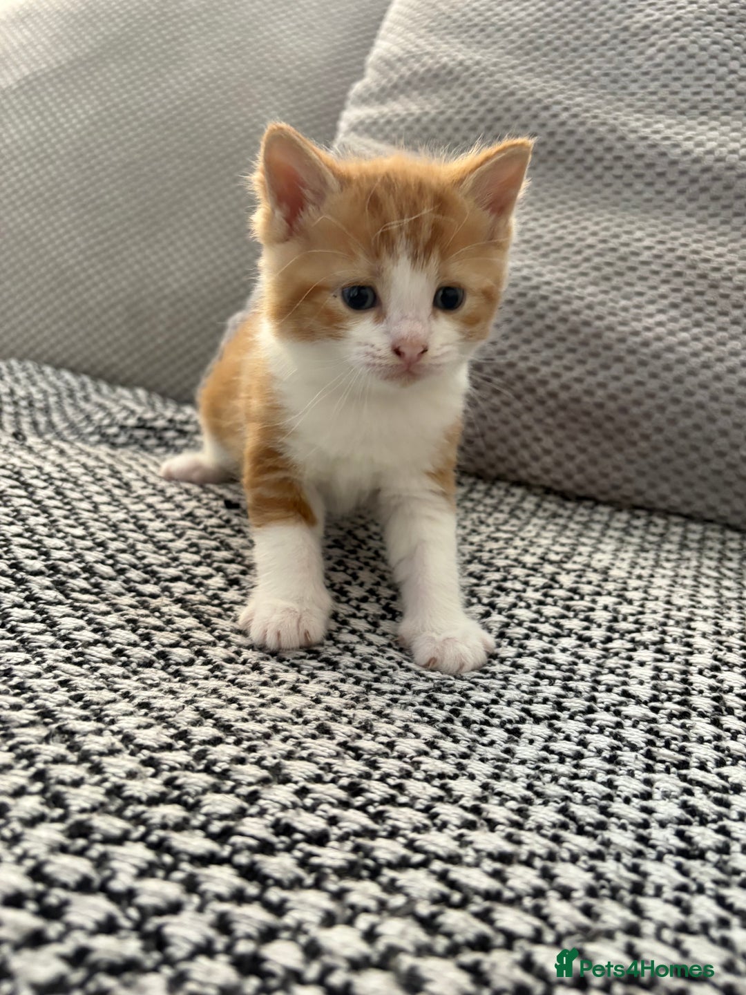 Mixed Breed cats for sale: Adorable kittens for sale  - Image 2