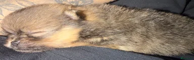 Pomeranian 1 tiny 