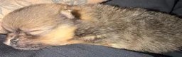 Pomeranian dogs for sale: Pomeranian puppies  - Advert 8