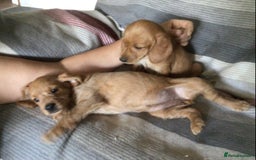 Hungarian Vizsla dogs for sale: VIZSIPOO puppies, Vizsla x Miniature Poodle - Image 22